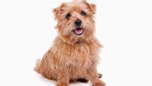 Norfolk teriér - lovec, krysy a miluje studenty cambridge